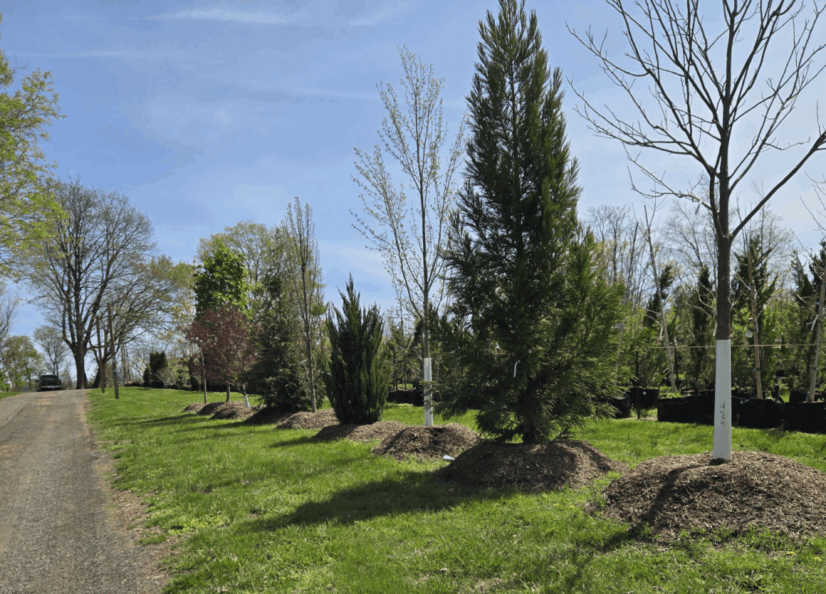 ivandale tree nursery